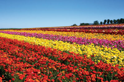 FlowerFields