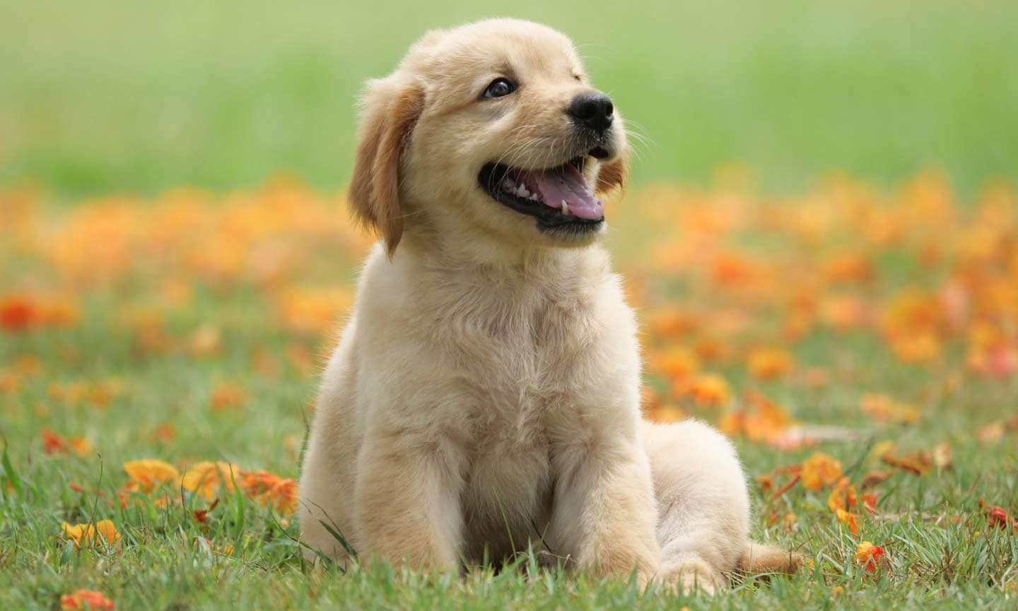 cute-dogs-hero