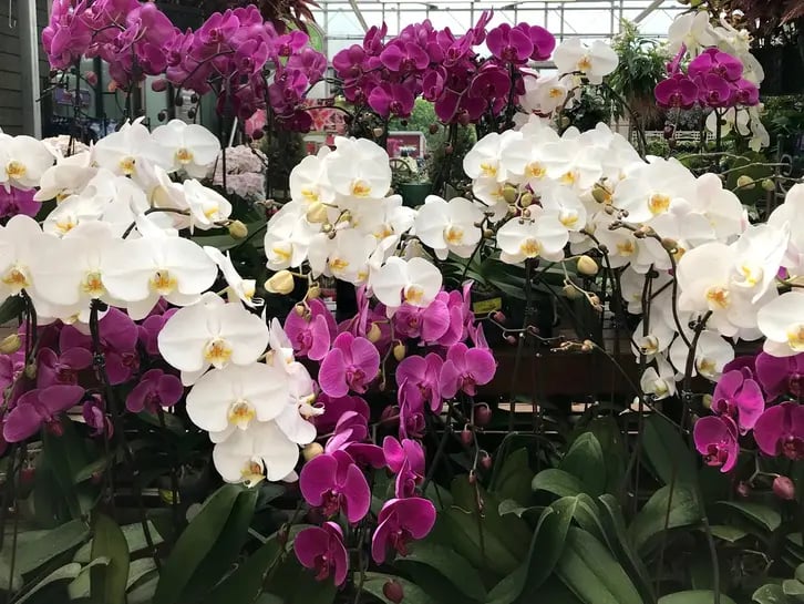orchid-sickles-market-catherine-perry-patch-1-2___22111240198