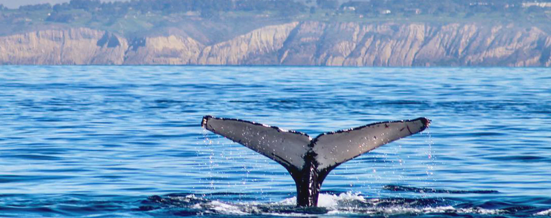 Gray Whale